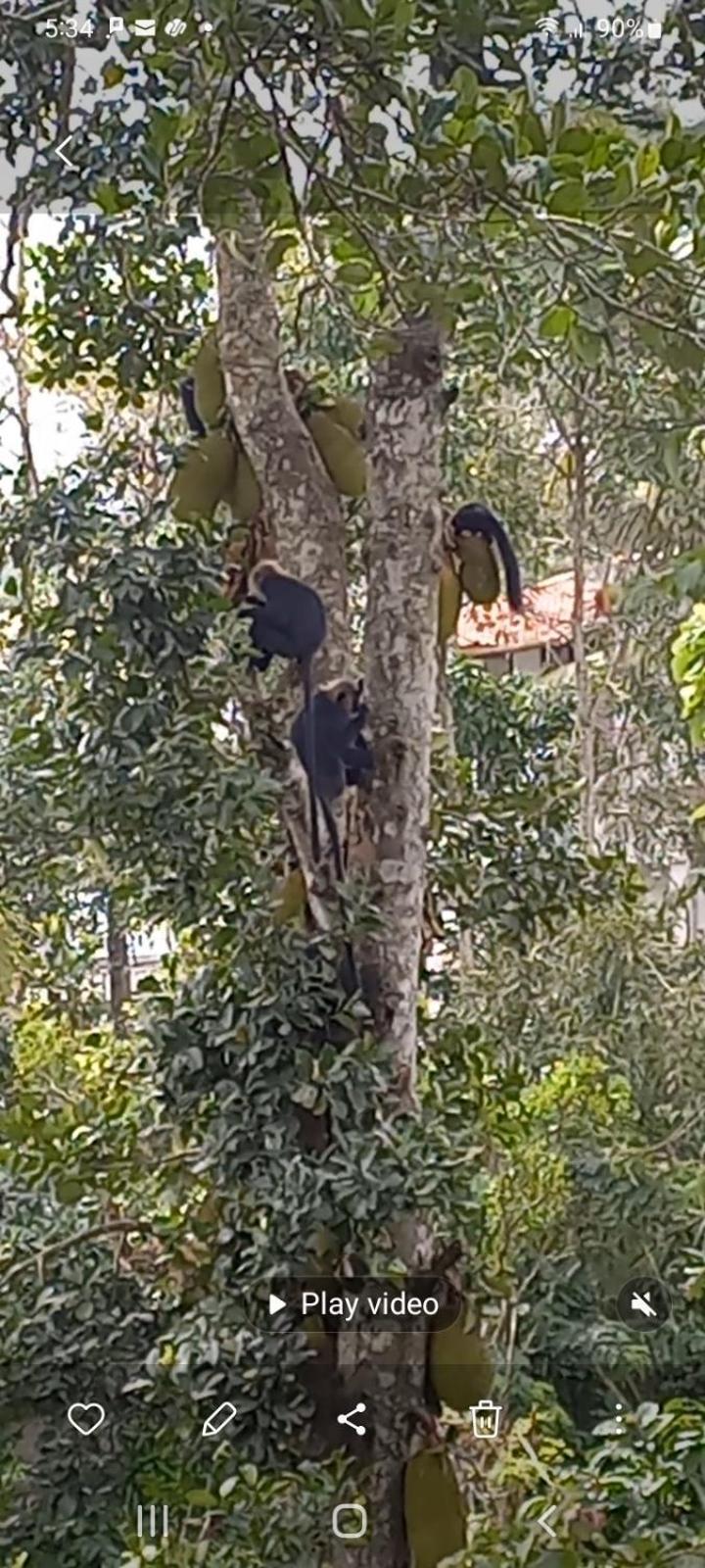 Wild Window - Forest View Homestay Thekkady Bagian luar foto