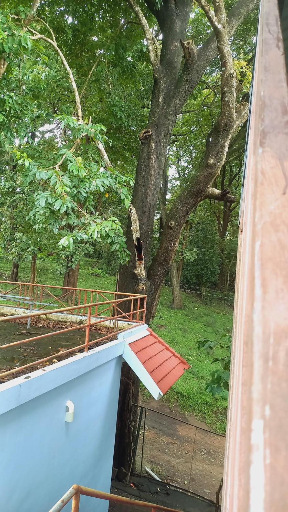 Wild Window - Forest View Homestay Thekkady Bagian luar foto
