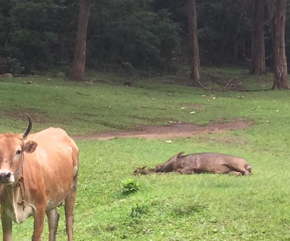 Wild Window - Forest View Homestay Thekkady Bagian luar foto