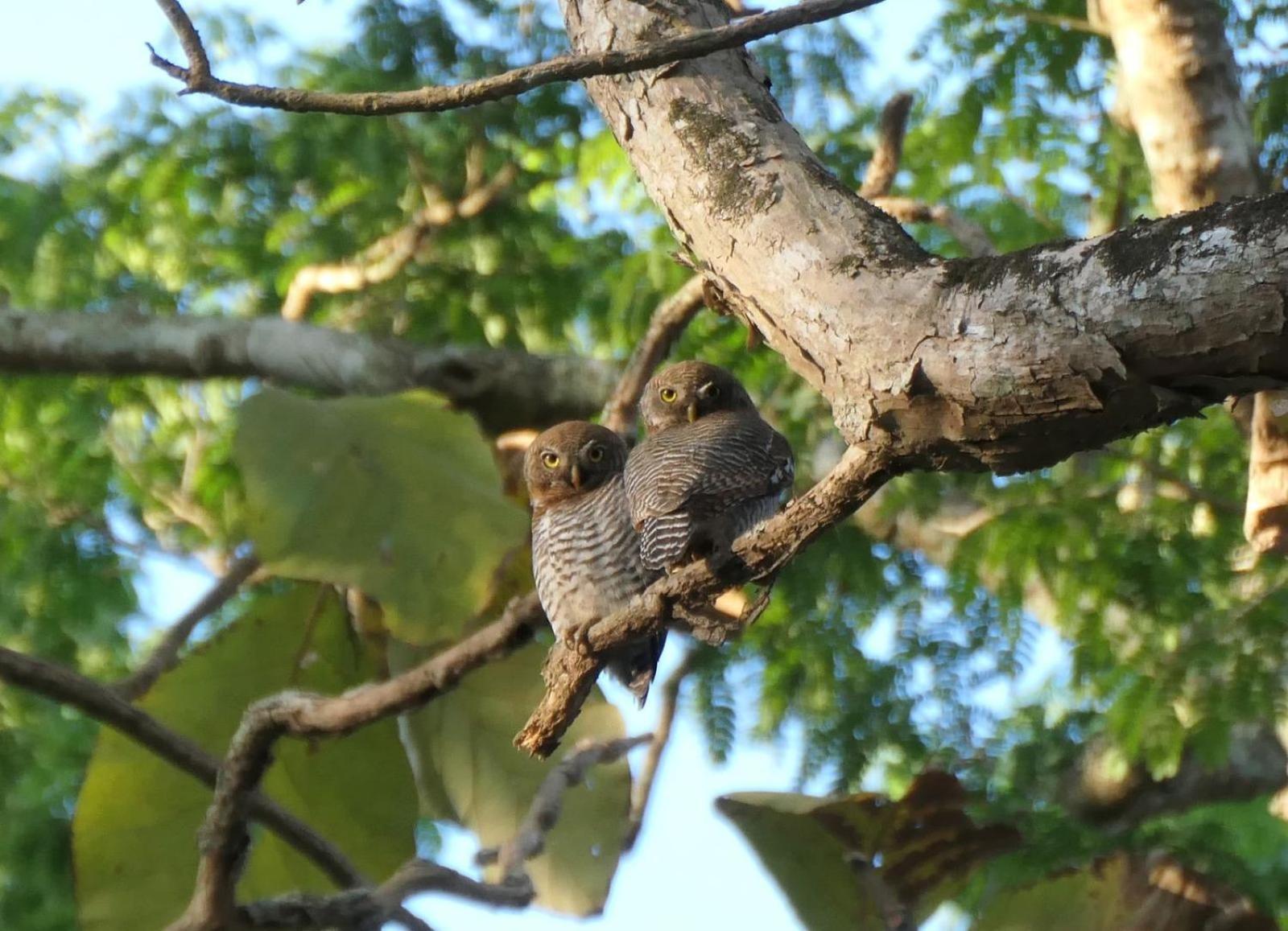 Wild Window - Forest View Homestay Thekkady Bagian luar foto