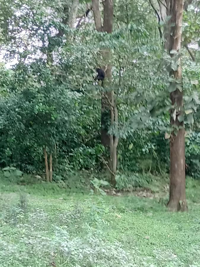 Wild Window - Forest View Homestay Thekkady Bagian luar foto